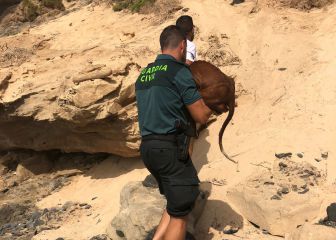 Perro es rescado de severa inundación en Turquía