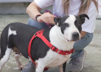 Policía rescata a perrita ciega de un arroyo pluvial en Culiacán