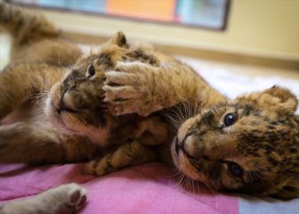 Nacen crías de León en el Parque Ecológico Zacango