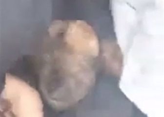 El increíble rescate de un perro en el mar de Comodoro Rivadavia, Argentina