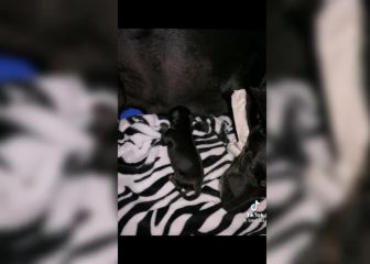 El emotivo rescate a una perrita de calle que se encontraba embarazada