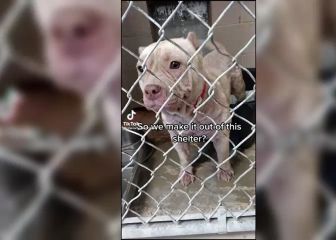 Así es como le cambia el rostro a un perro después de ser rescatado de la perrera