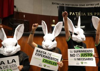 ¡Es ley! Senado aprueba prohibición de uso de animales en pruebas de cosméticos