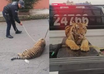 Capturan tigre que paseaba por calles de Cuautitlán Izcalli
