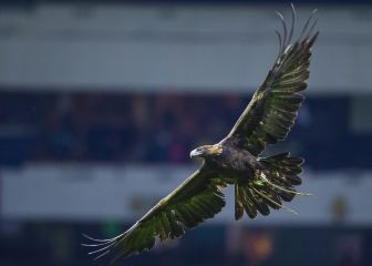 América y su racha de 8 juegos sin perder en martes