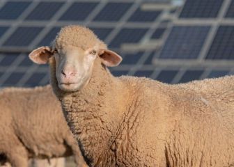 ¿Cuál es la función de un rebaño de ovejas en la planta de Volkswagen en Estados Unidos?