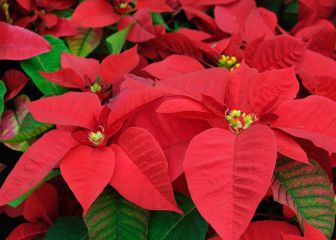 Anuncian Festival de Flores de Nochebuena en CDMX