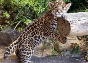 Día Internacional del Jaguar: protección para el mayor depredador felino terrestre