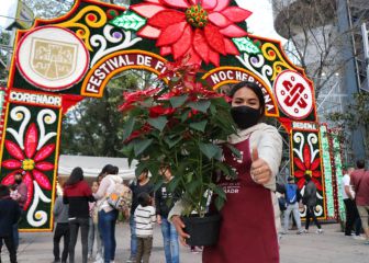 ¿Dónde comprar flores de Nochebuena en CDMX?