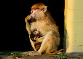 Día Mundial del Mono: protección a esta especie