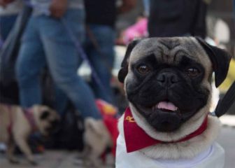 ¿Contraen los animales domésticos la variante Omicron de Covid-19?