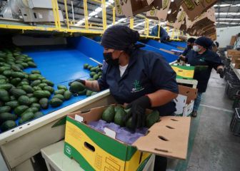 EU suspende temporalmente compra de aguacate de Michoacán