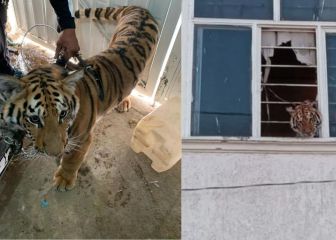 Aseguran a tigre que se asomaba en un domicilio en Chimalhuacán