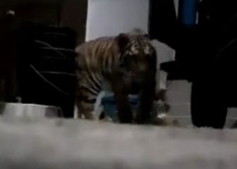 Rescatan a tigre de bengala en Chimalhuacán; se asomaba por la ventana