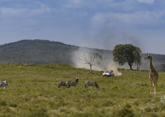 Los animales entran en juego en la lotería del Safari