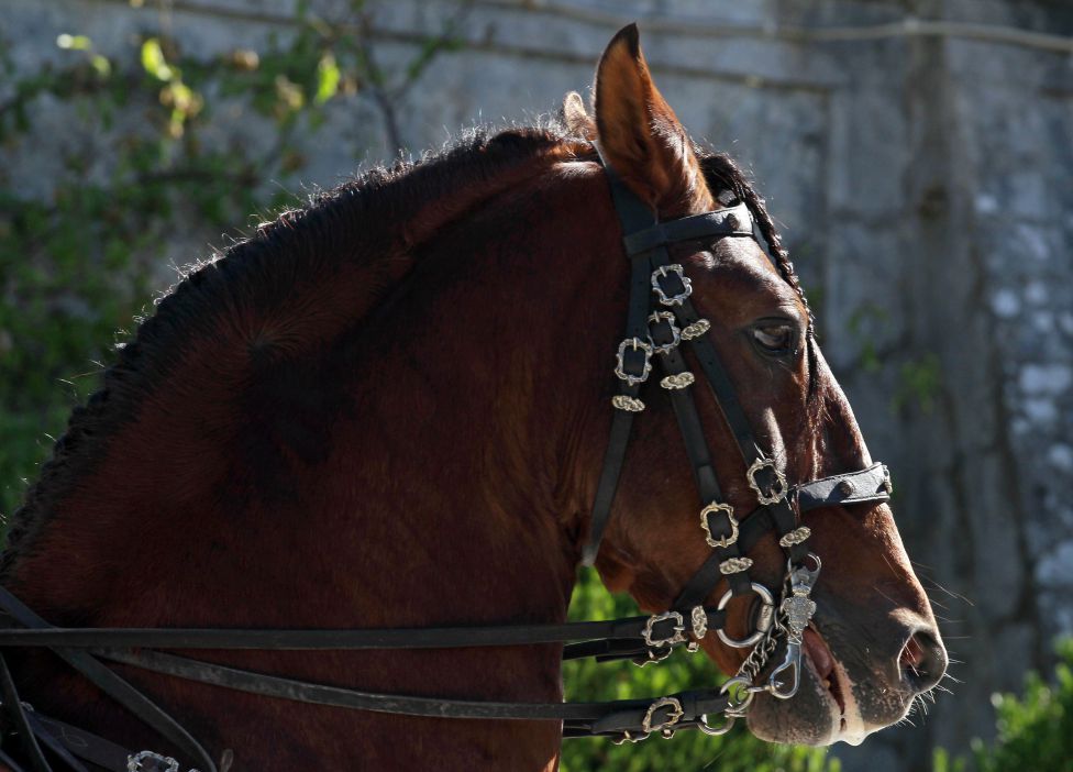 Exhibición de caballos portugueses