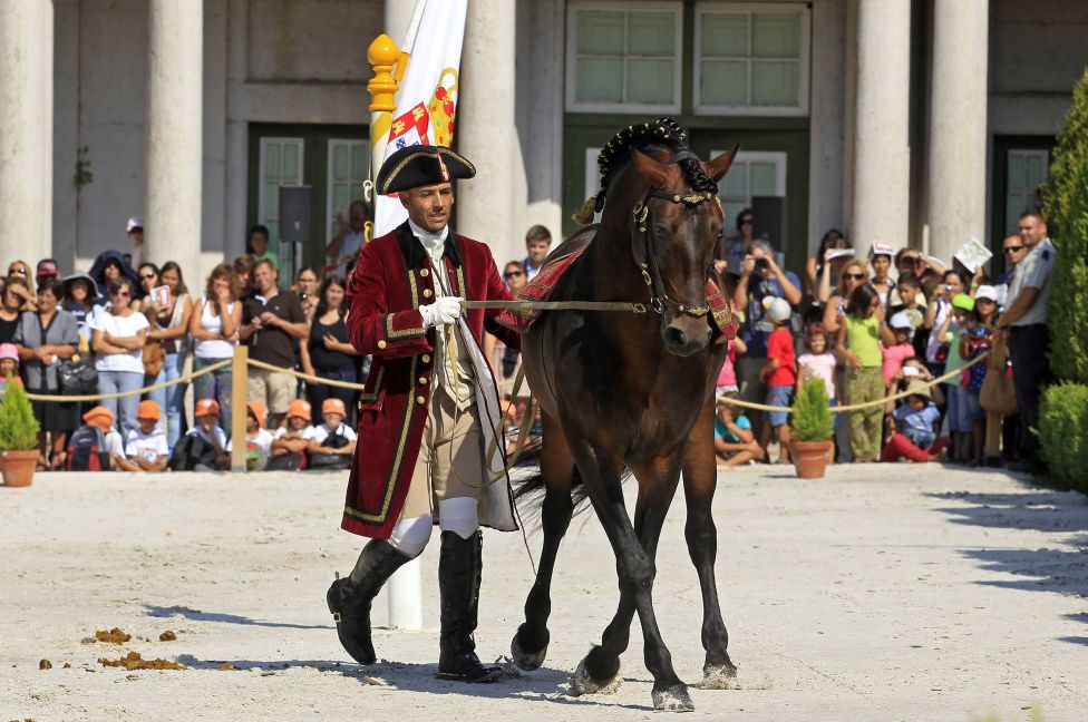 Exhibición de caballos portugueses