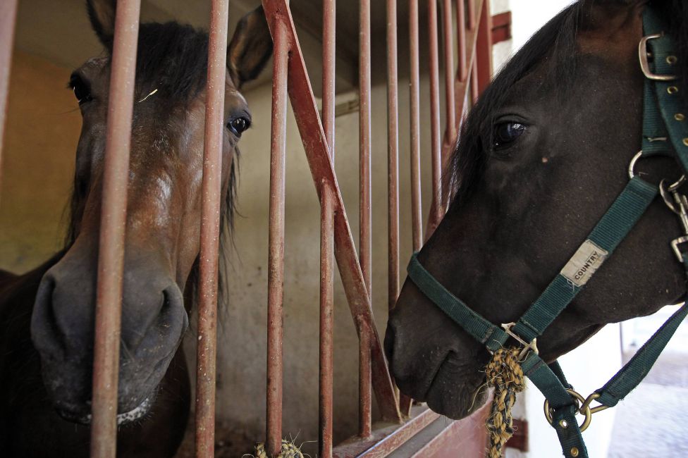 Exhibición de caballos portugueses