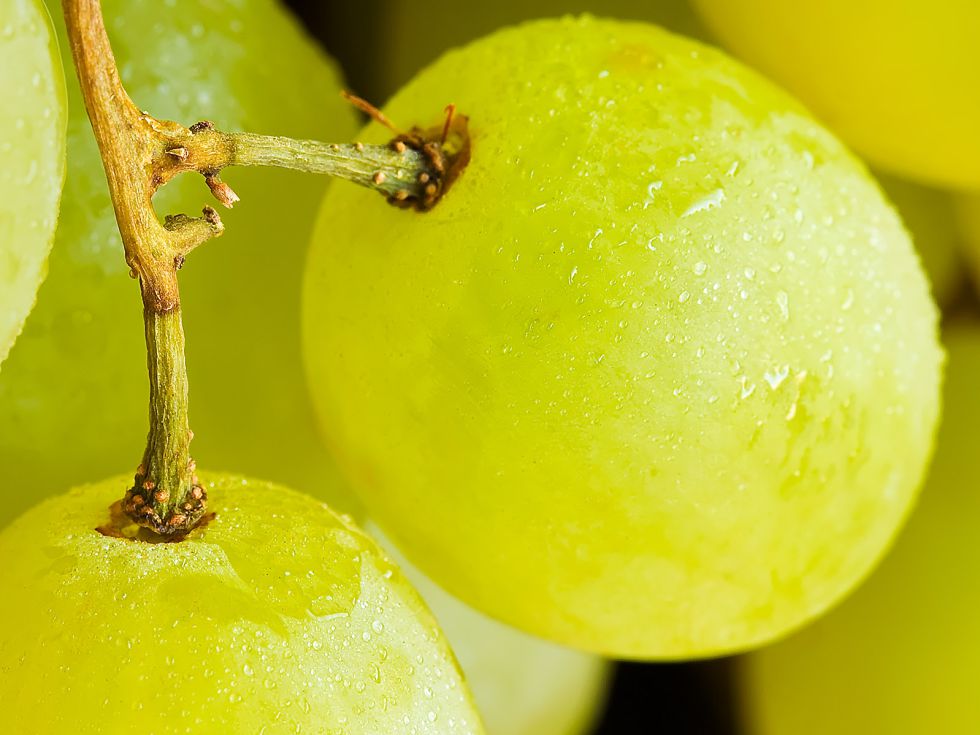 Las uvas, potente depurativo y afrodisiaco