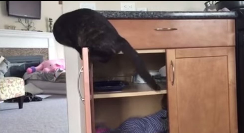 Un gato celoso encierra a un bebé en un armario