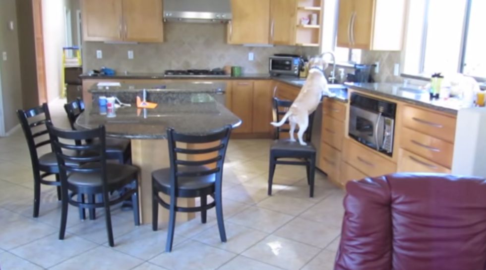 Mira lo que hace este beagle mientras su amo no está en casa