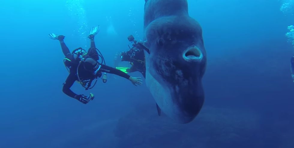 Unos buceadores graban un enorme pez luna en las Azores