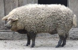 El cerdo oveja que ha resucitado en las redes sociales