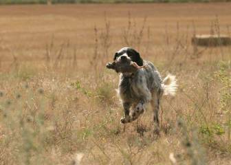 Perros de caza ¿Con cuál te quedarías?