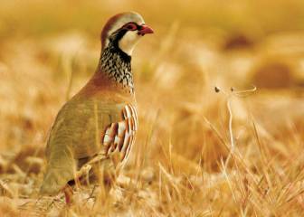 El arte de la caza de la perdiz con reclamo