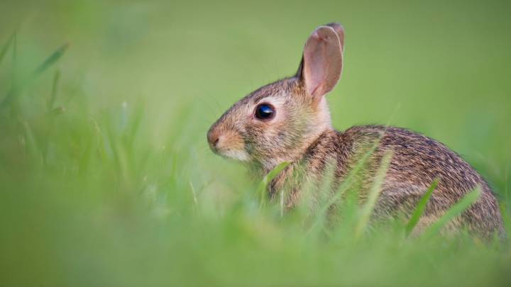 ¿Es siempre necesario el descaste de conejos?