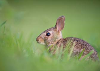 ¿Es siempre necesario el descaste de conejos?