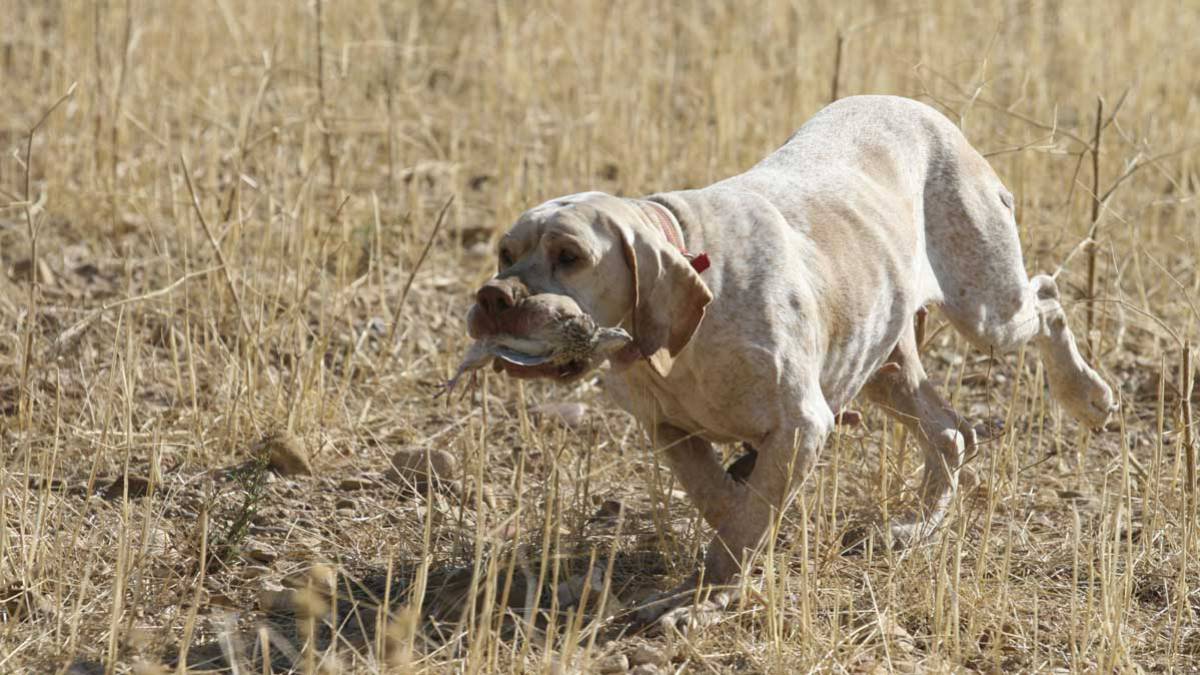 Pericia loto famélico Primeros pasos del adiestramiento del perro de caza - AS.com