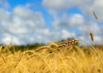 Perros de caza, el verano y las espigas