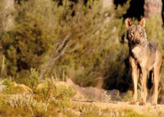 Que viene el lobo