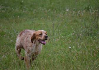 ¡Palabra de un perro de caza!