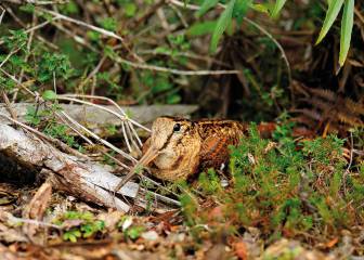 La caza de la becada