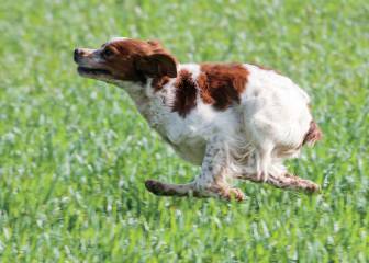 El Epagneul Bretón: formidable perro de caza
