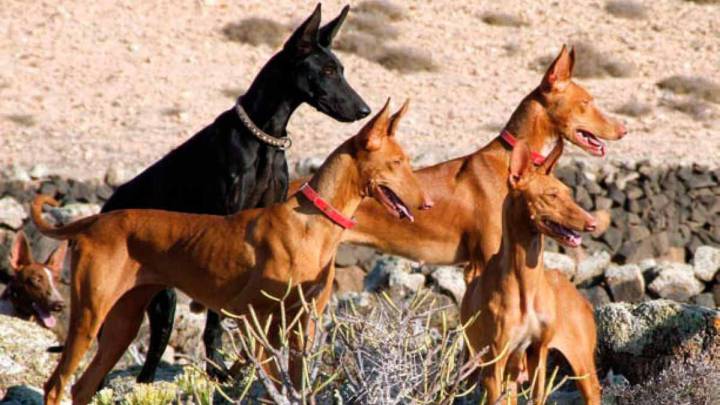 El podenco andaluz, el perro de caza más reconocido en España