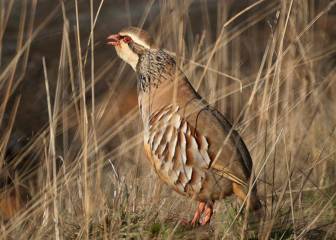 “Amo la naturaleza porque soy un cazador”
