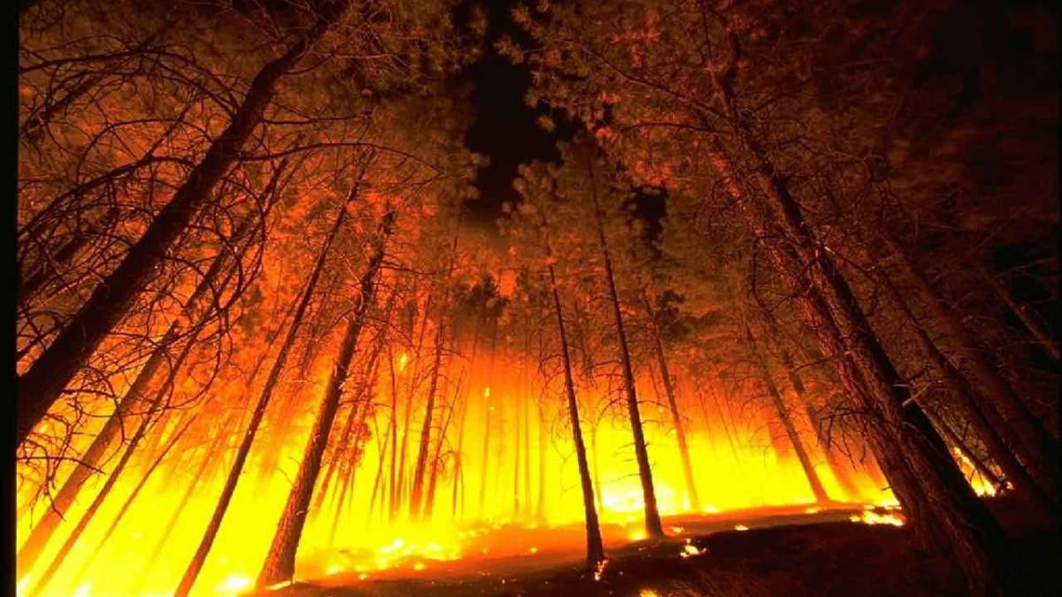 Los cazadores pieza clave para la prevención de incendios forestales -  
