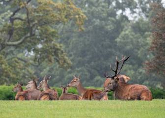 ¿Hay que abatir “pepas”?