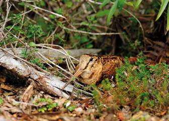 Tras la Dama del Bosque - Scolopax rusticola