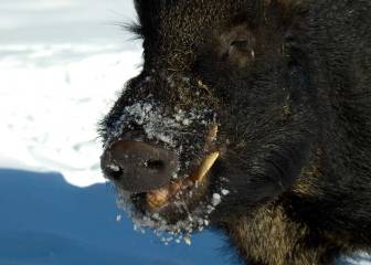 El jabalí, una plaga con riesgos para el hombre