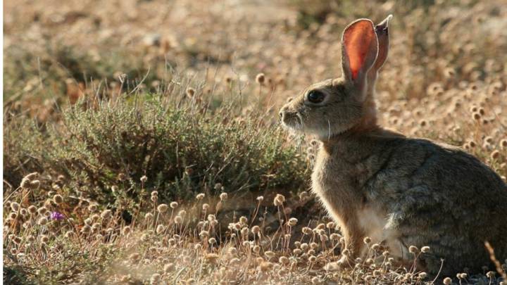 Los cazadores aragoneses, esenciales en la lucha contra la plaga de conejos