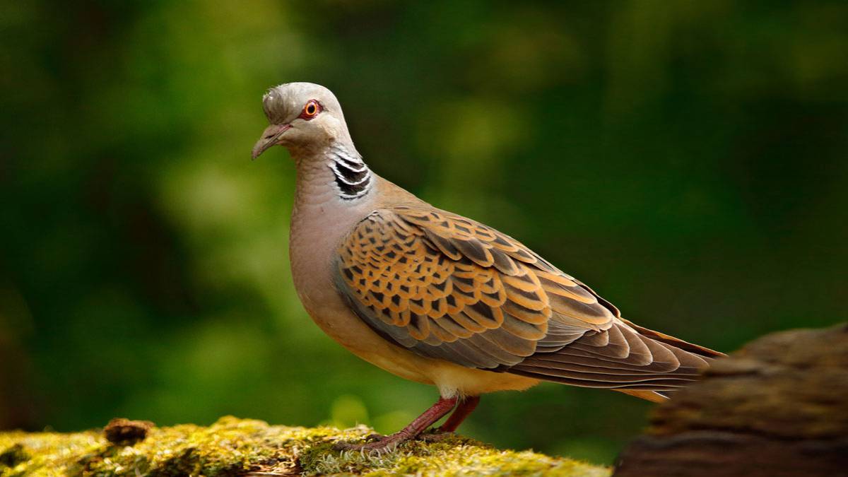 La Comisión Europea no prohibirá la caza de la tórtola