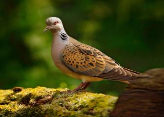 La Comisión Europea no prohibirá la caza de la tórtola