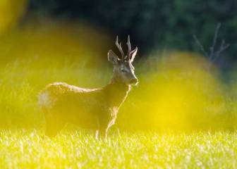 Del campo a la mesa: Corzo
