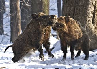 Wild Boar Unlimited
te lleva a los confines del mundo