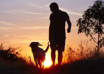 Cuidados del perro de caza en verano