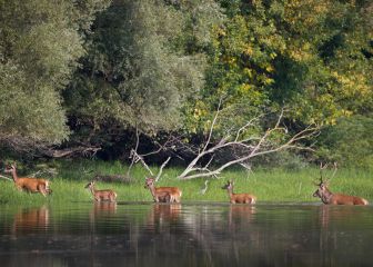 Fundación Caza Sostenible